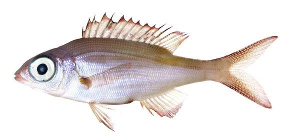 Image of Glowfish