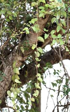 Image of Cissus rotundifolia var. rotundifolia