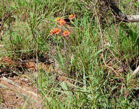 Sivun Stathmostelma pedunculatum (Decne.) K. Schum. kuva