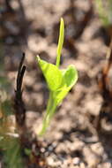 Image of Netted Adder's-Tongue