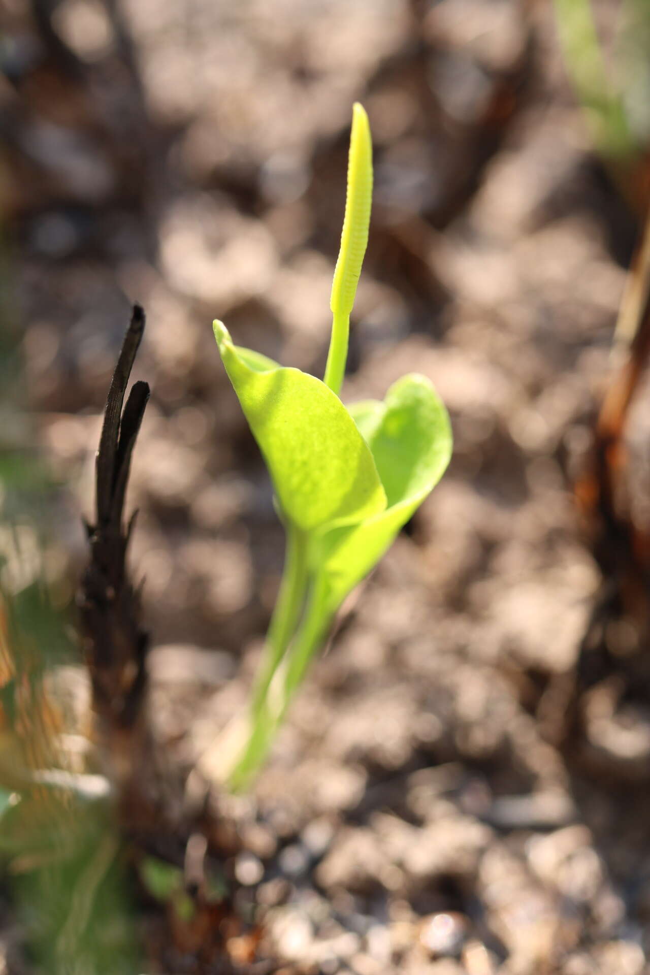 Image of Netted Adder's-Tongue