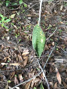 Image of Sansevieria masoniana Chahin.