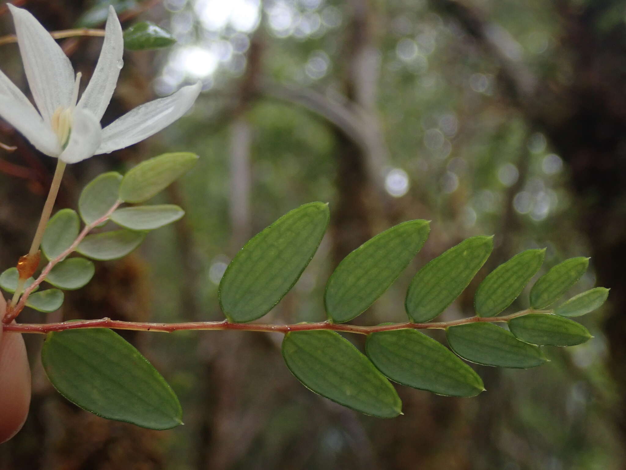 Image of Luzuriaga polyphylla (Hook. fil.) J. F. Macbr.