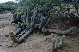 Echinopsis caulescens (F. Ritter) M. Lowry的圖片