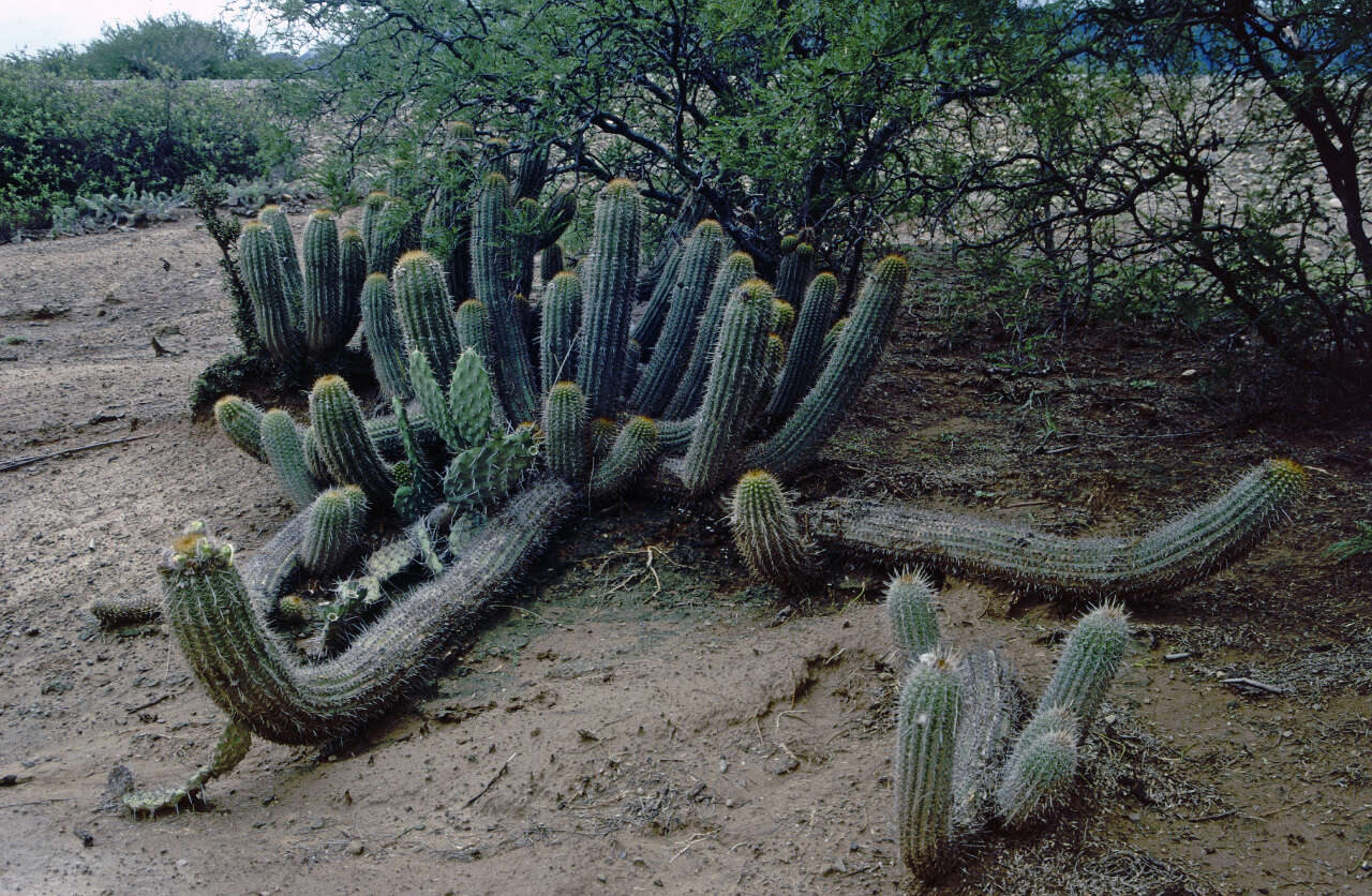 Echinopsis caulescens (F. Ritter) M. Lowry的圖片