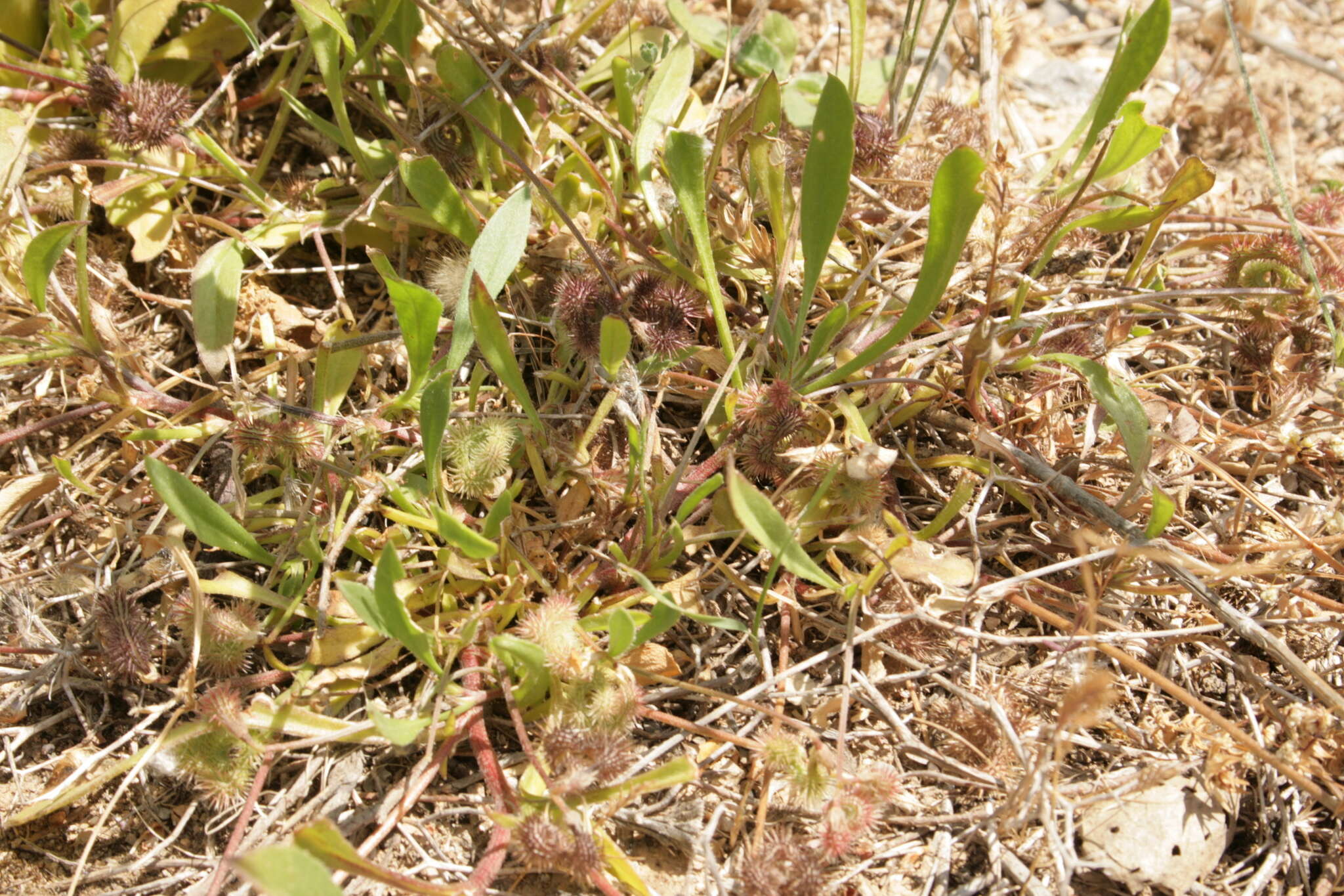 Plancia ëd Scorpiurus muricatus var. subvillosus (L.) Fiori