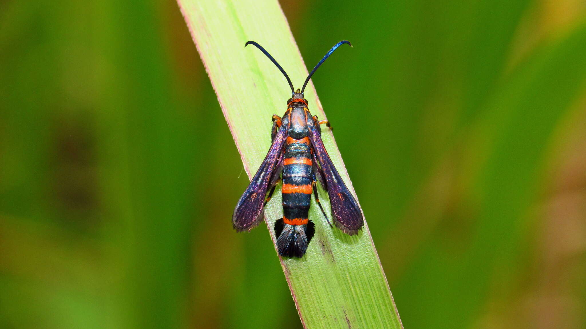 Image of Texana Clearwing Moth