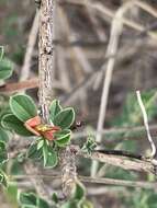 Слика од Indigofera bainesii Baker