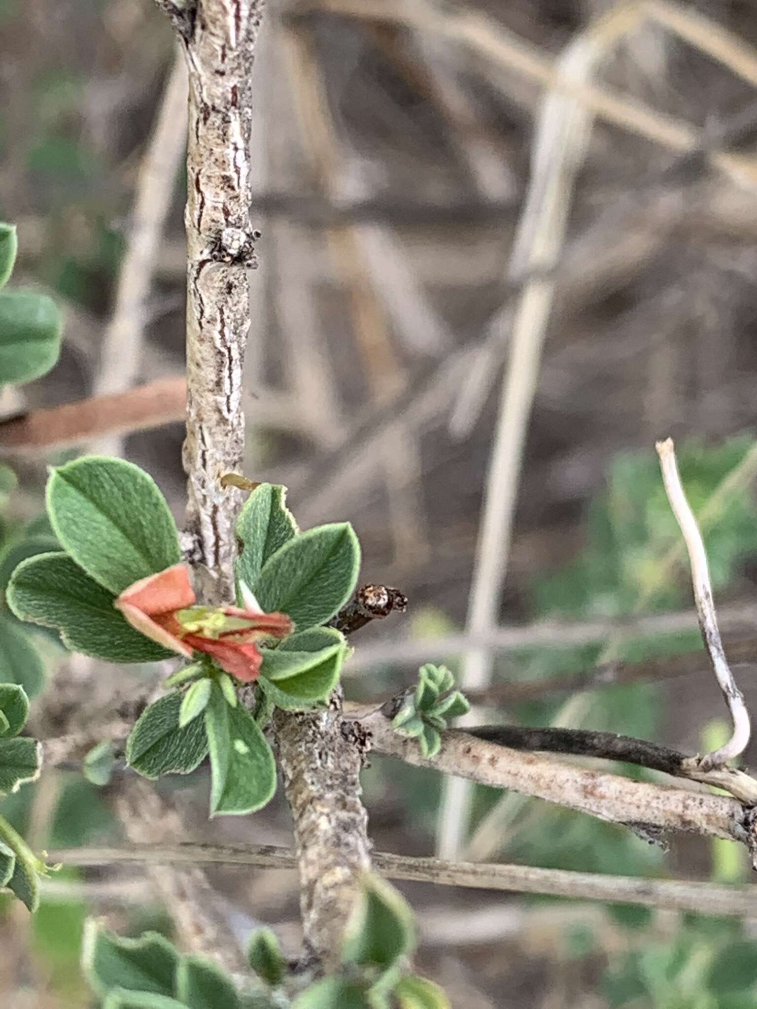 Слика од Indigofera bainesii Baker