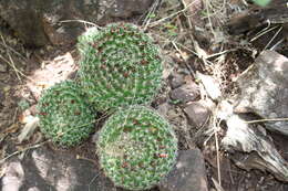 Image de Mammillaria beneckei Ehrenb.