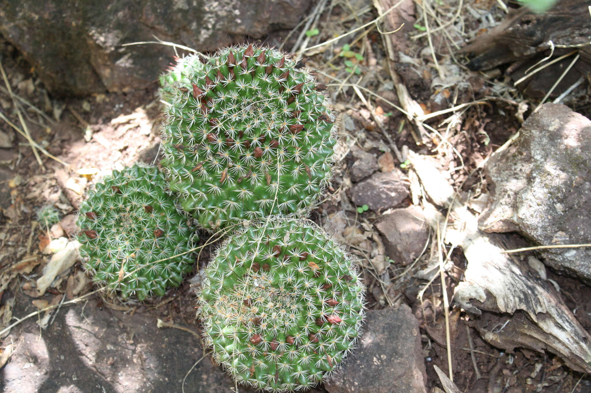 Image de Mammillaria beneckei Ehrenb.