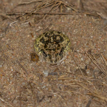 Image of Colombian Four-eyed Frog