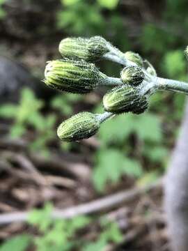 Imagem de Hieracium maculatum Schrank