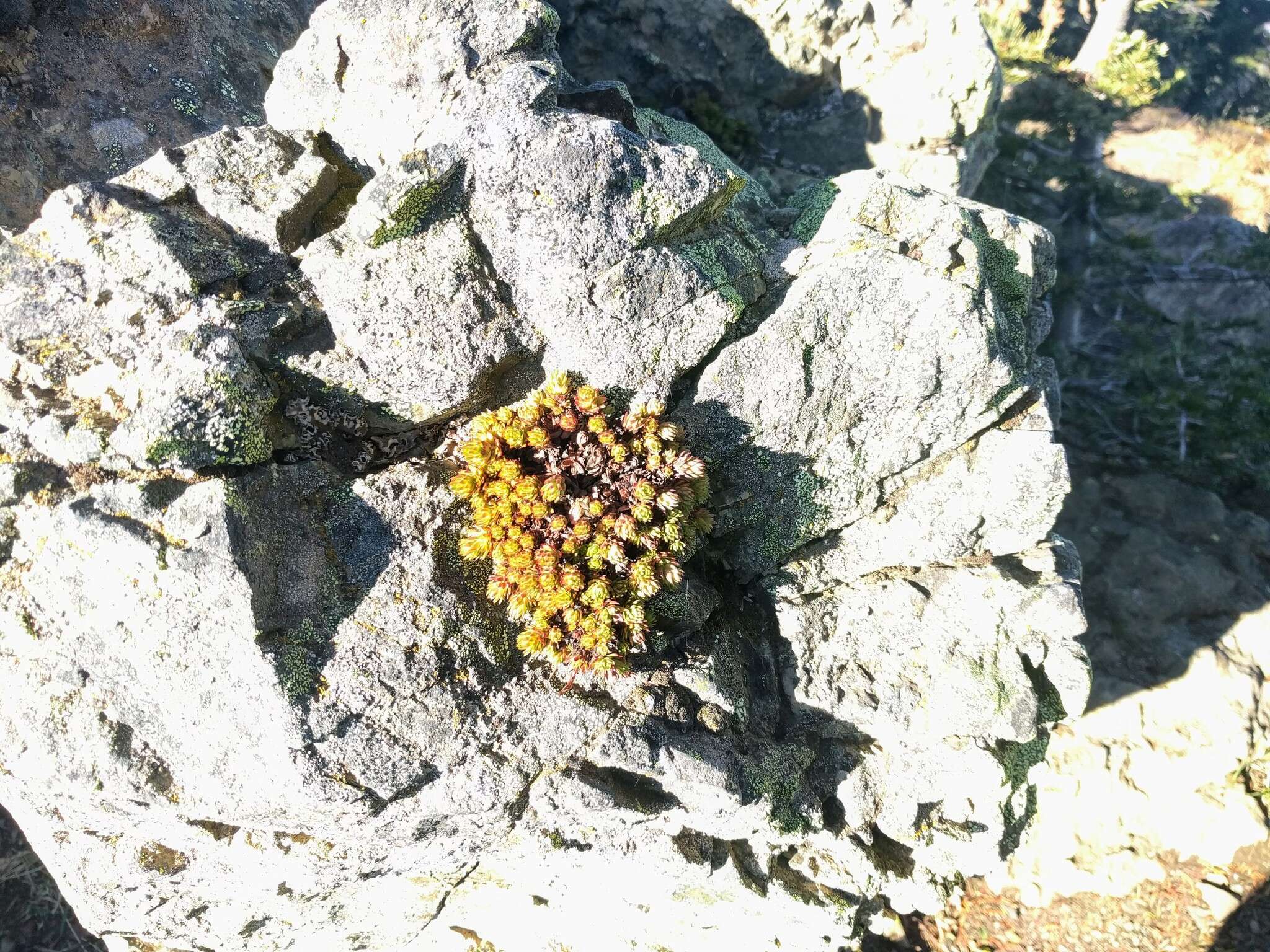 Image de Saxifraga bronchialis subsp. austromontana (Wieg.) Piper