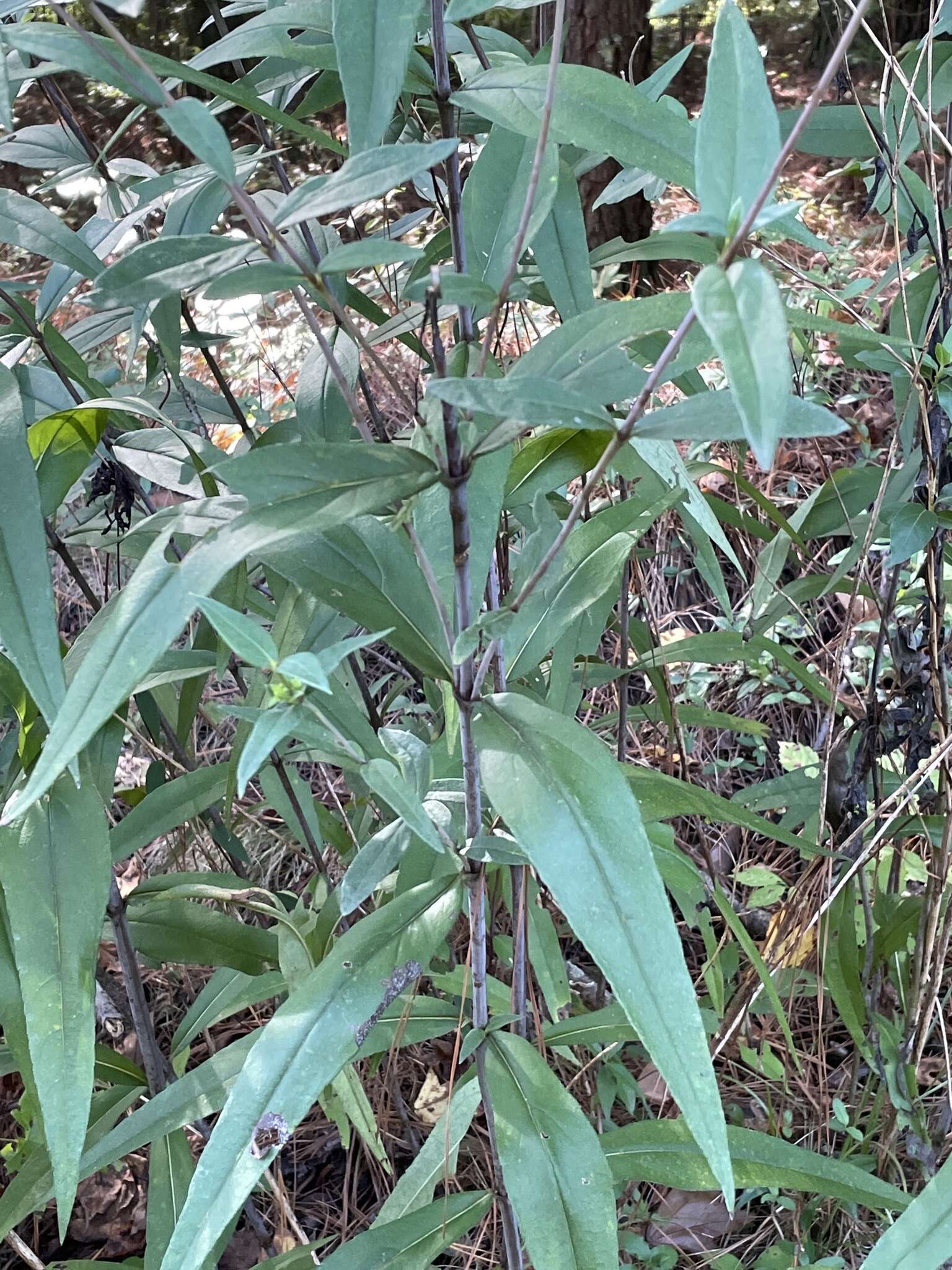 Image of smooth sunflower