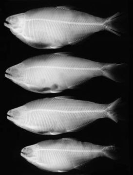 Image of <i>Knodus breviceps</i> (Eigenmann 1908)