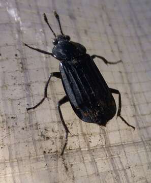 Image of Red-lined Carrion Beetle