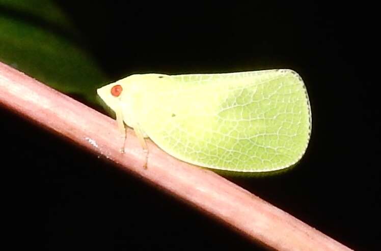 Image of Green Coneheaded Planthopper