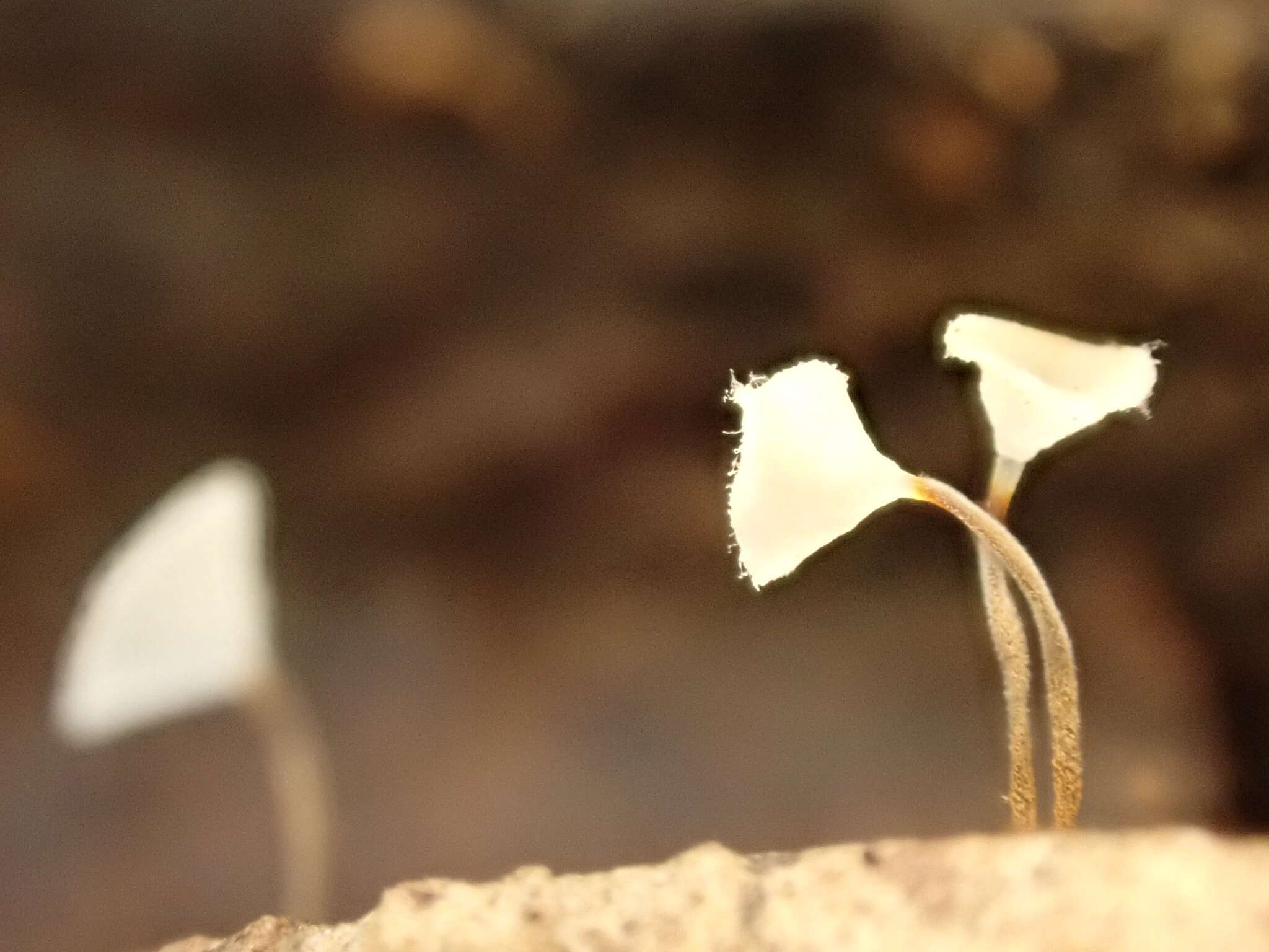 Image of Gloiocephala parvinelumbonifolia Chun Y. Deng, J. Qin & Zhu L. Yang 2015