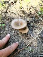 Image of Clitocybe squamulosa (Pers.) P. Kumm. 1871