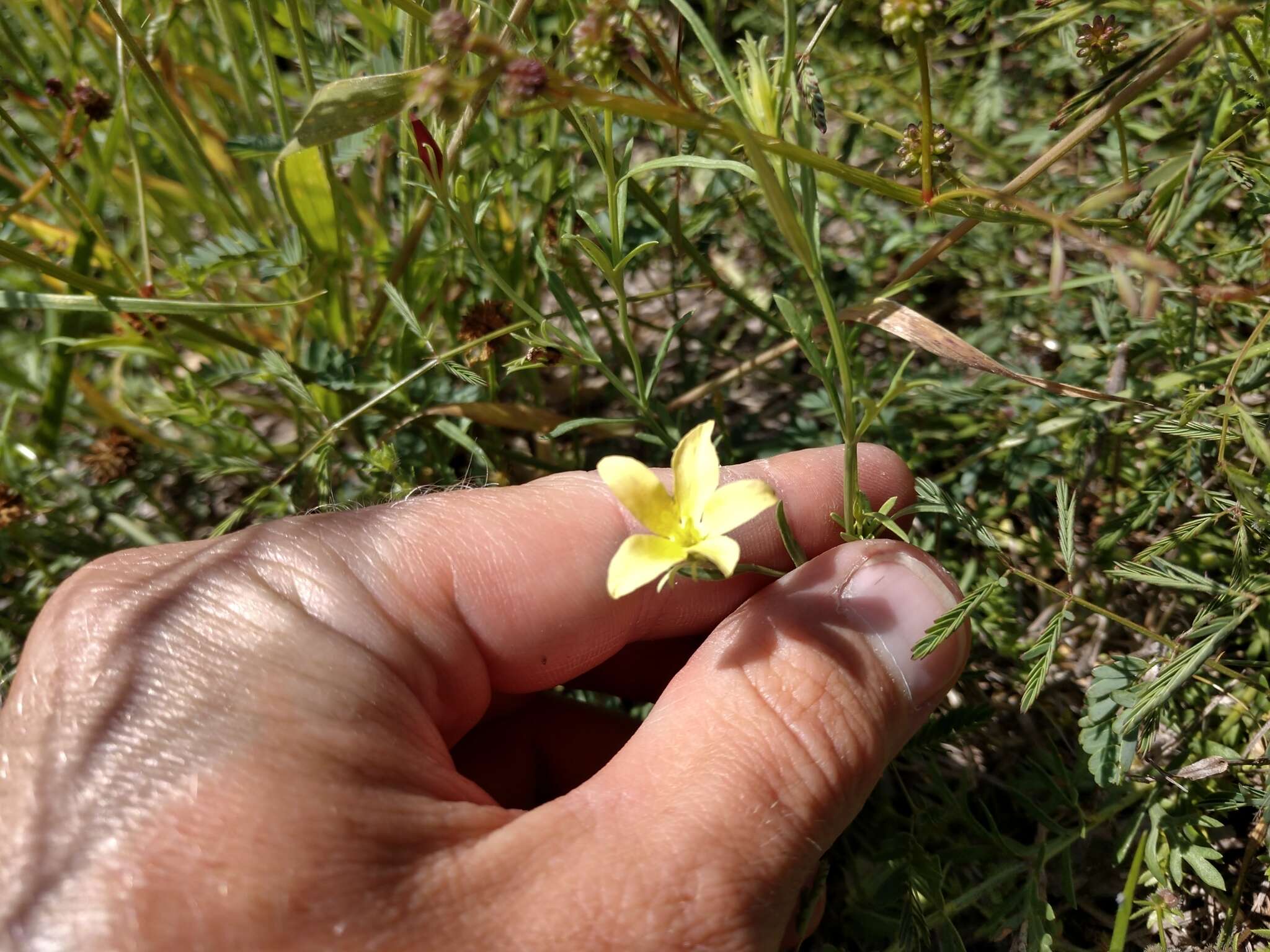 Image of low menodora