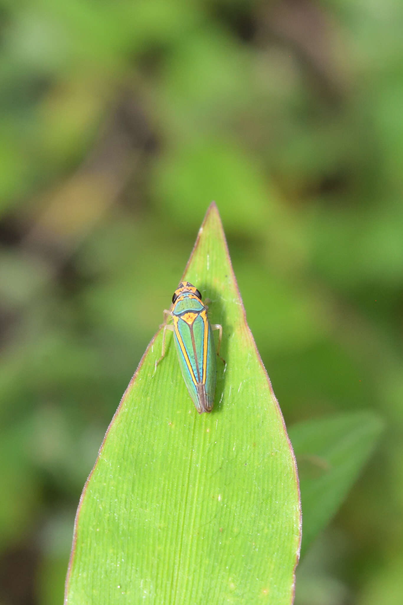 Image of Graphocephala aurolineata (Fowler 1900)