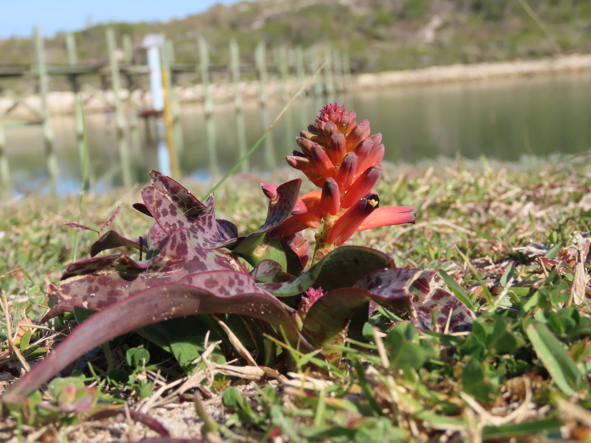 Image of Red Viooltjie