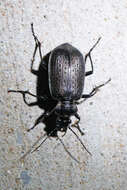 Imagem de Calosoma (Castrida) sayi Dejean 1826