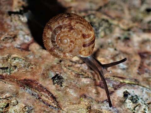 Image of Phenacohelix Suter 1892