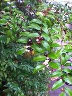 Image of evergreen huckleberry