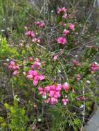 Image of Australian Native Rose