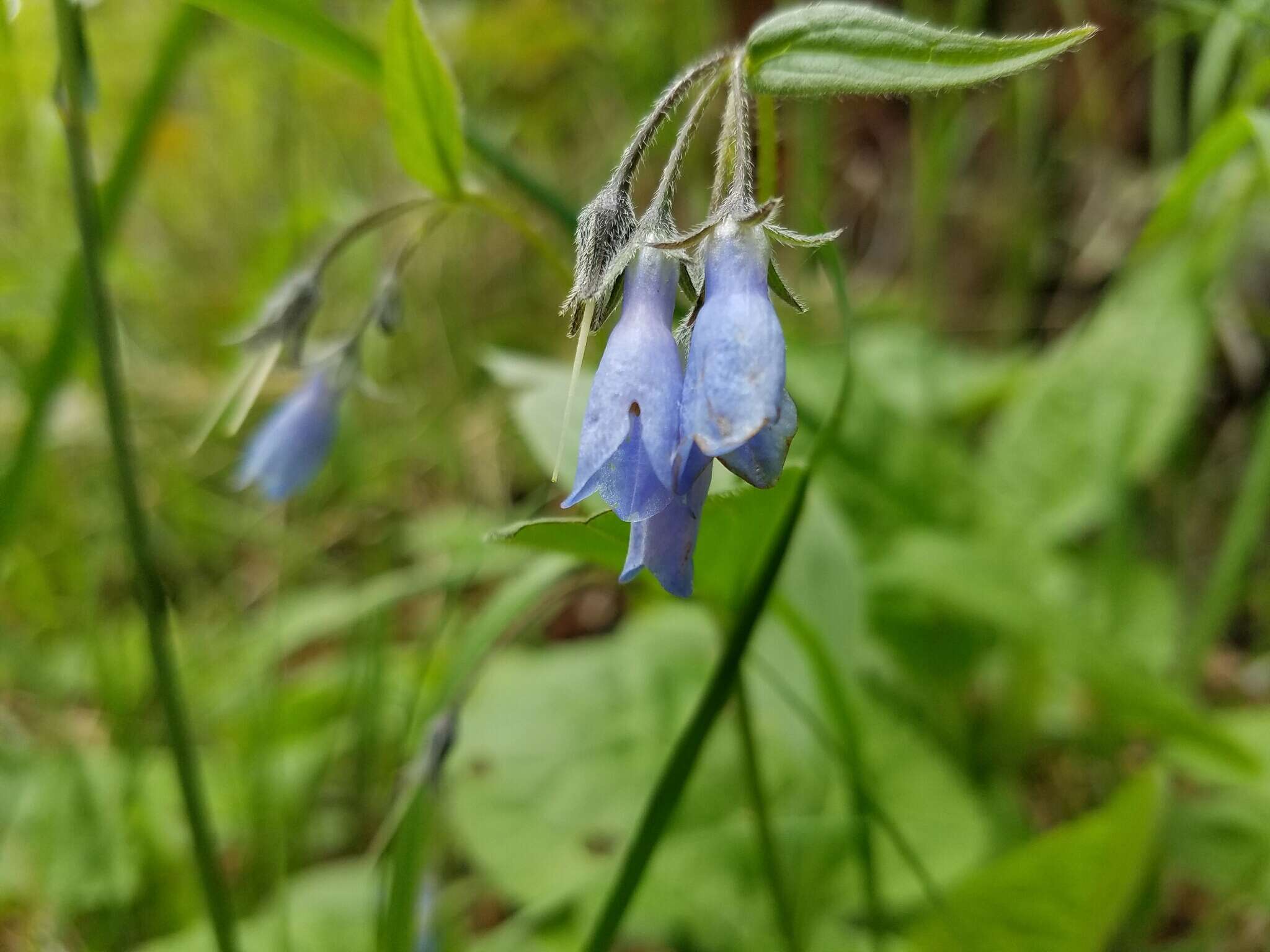 Image of northern bluebells