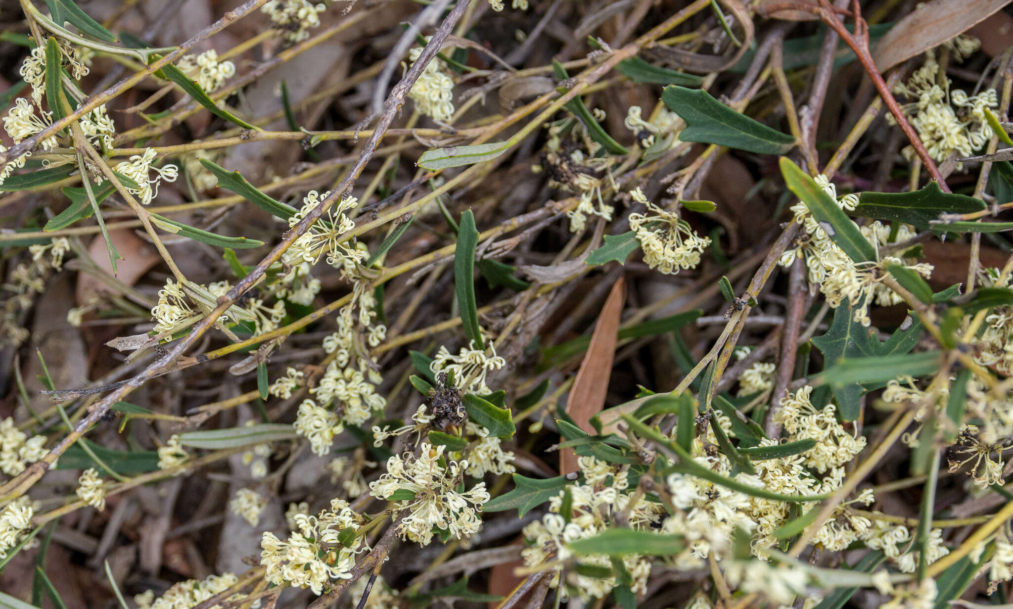 Image of Hakea varia R. Br.