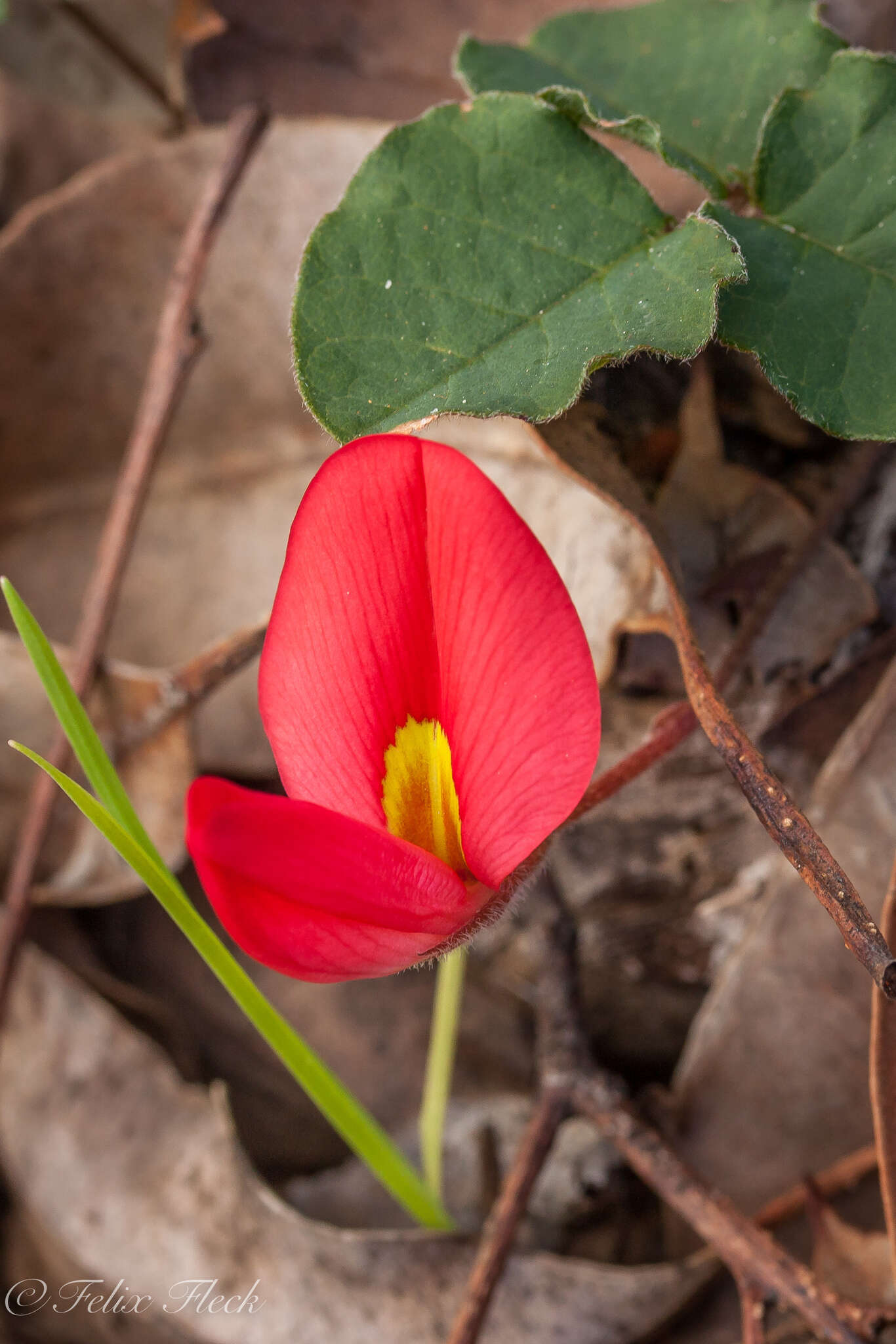 Plancia ëd Kennedia prostrata R. Br.