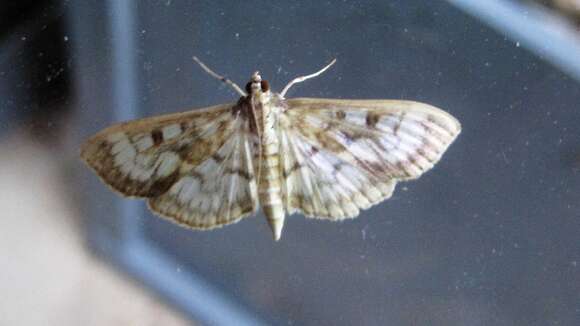 Image of Zigzag Herpetogramma