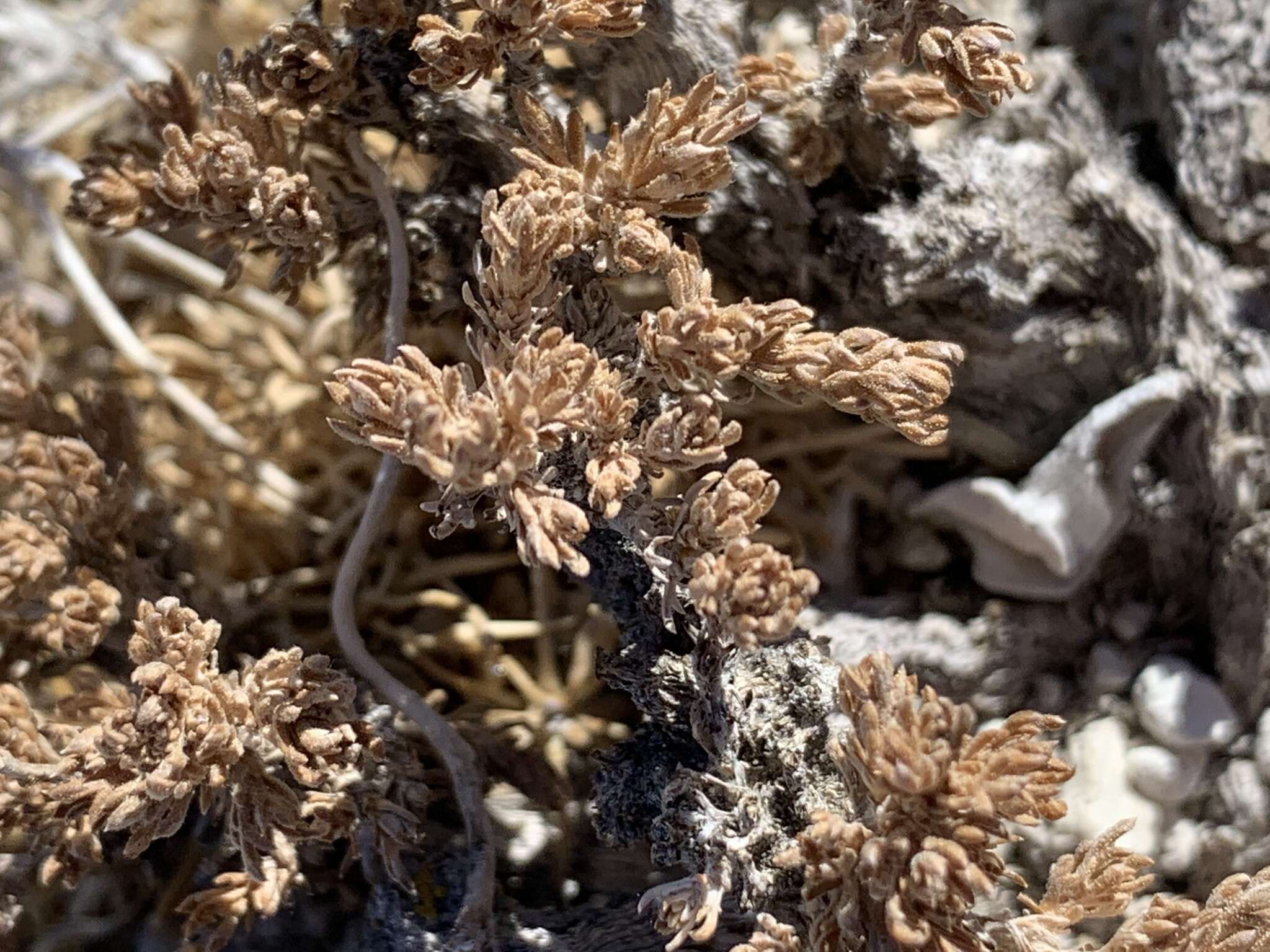 Image of pygmy sagebrush