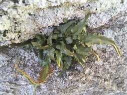 Plancia ëd Asplenium pinnatifidum Nutt.