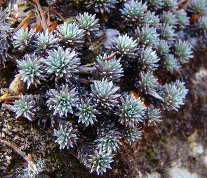 Plancia ëd Psychrophyton grandiflorum (Hook. fil.) Beauv.