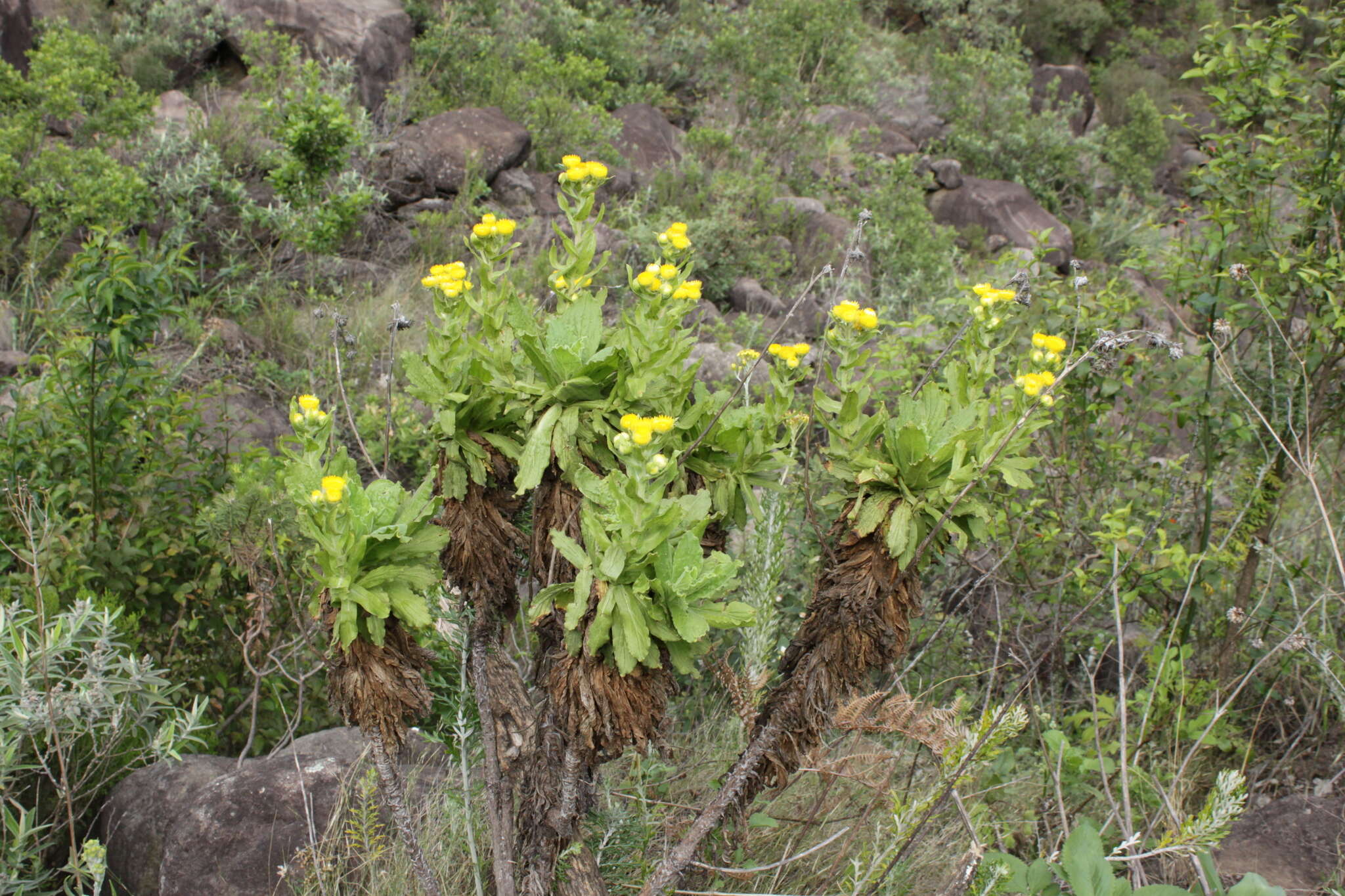 <i>Helichrysum <i>tenax</i></i> var. tenax resmi