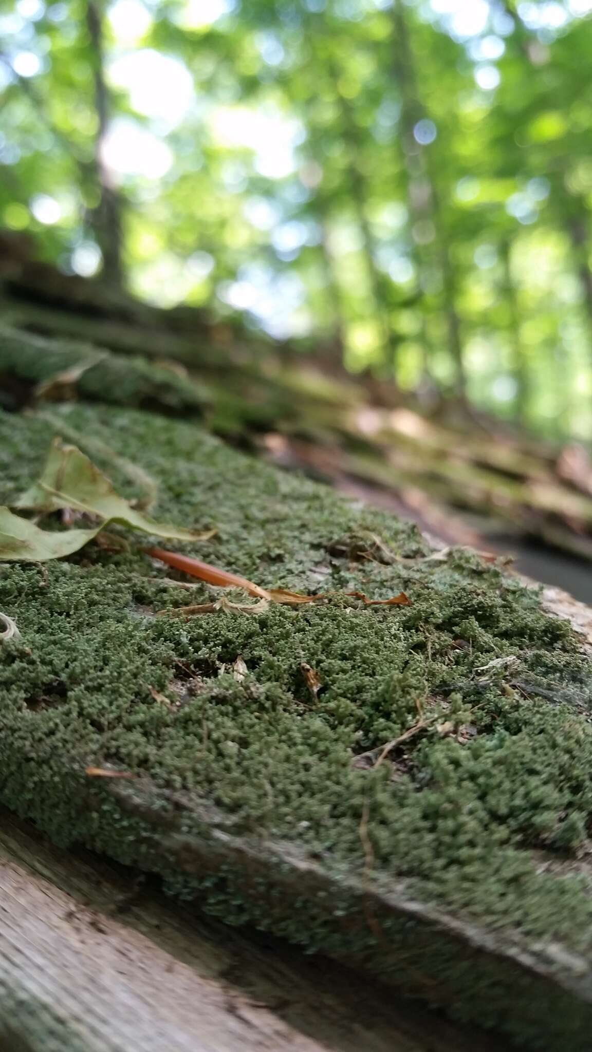 Plancia ëd Cladonia parasitica (Hoffm.) Hoffm.