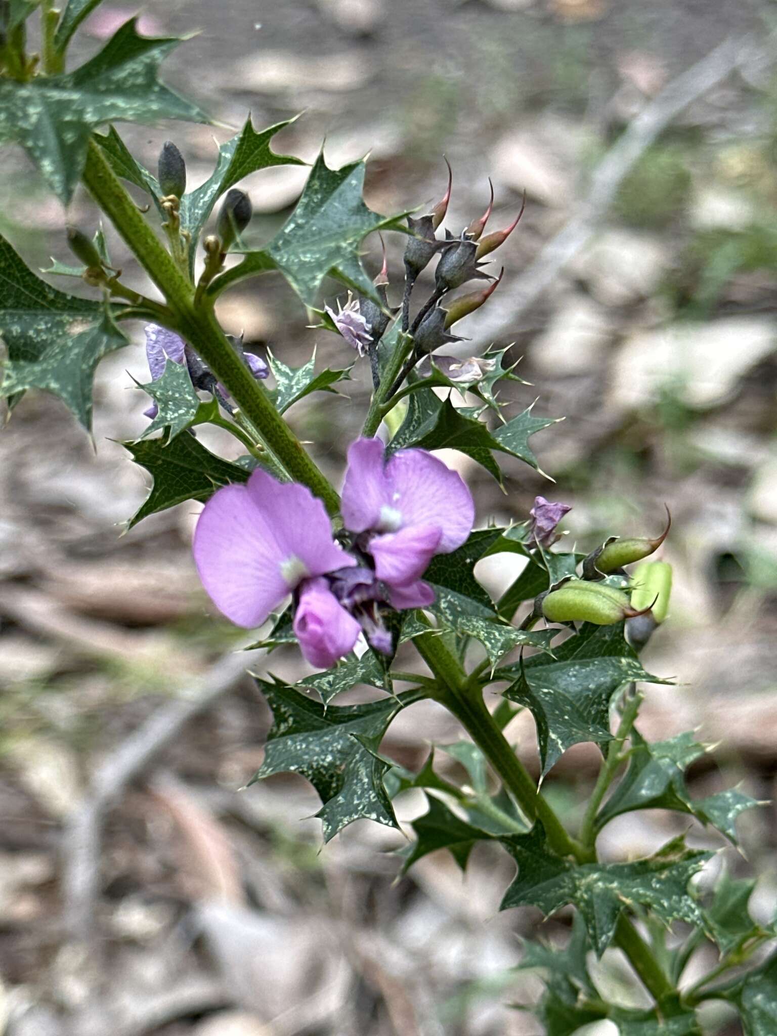 Image of Holly-leaved Mirbelia