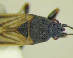 Image of European Chinchbug