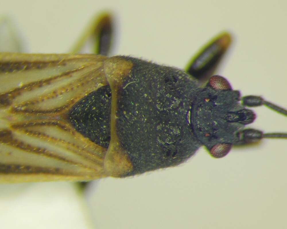 Image of European Chinchbug