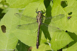 Image of Gomphurus septima (Westfall 1956)