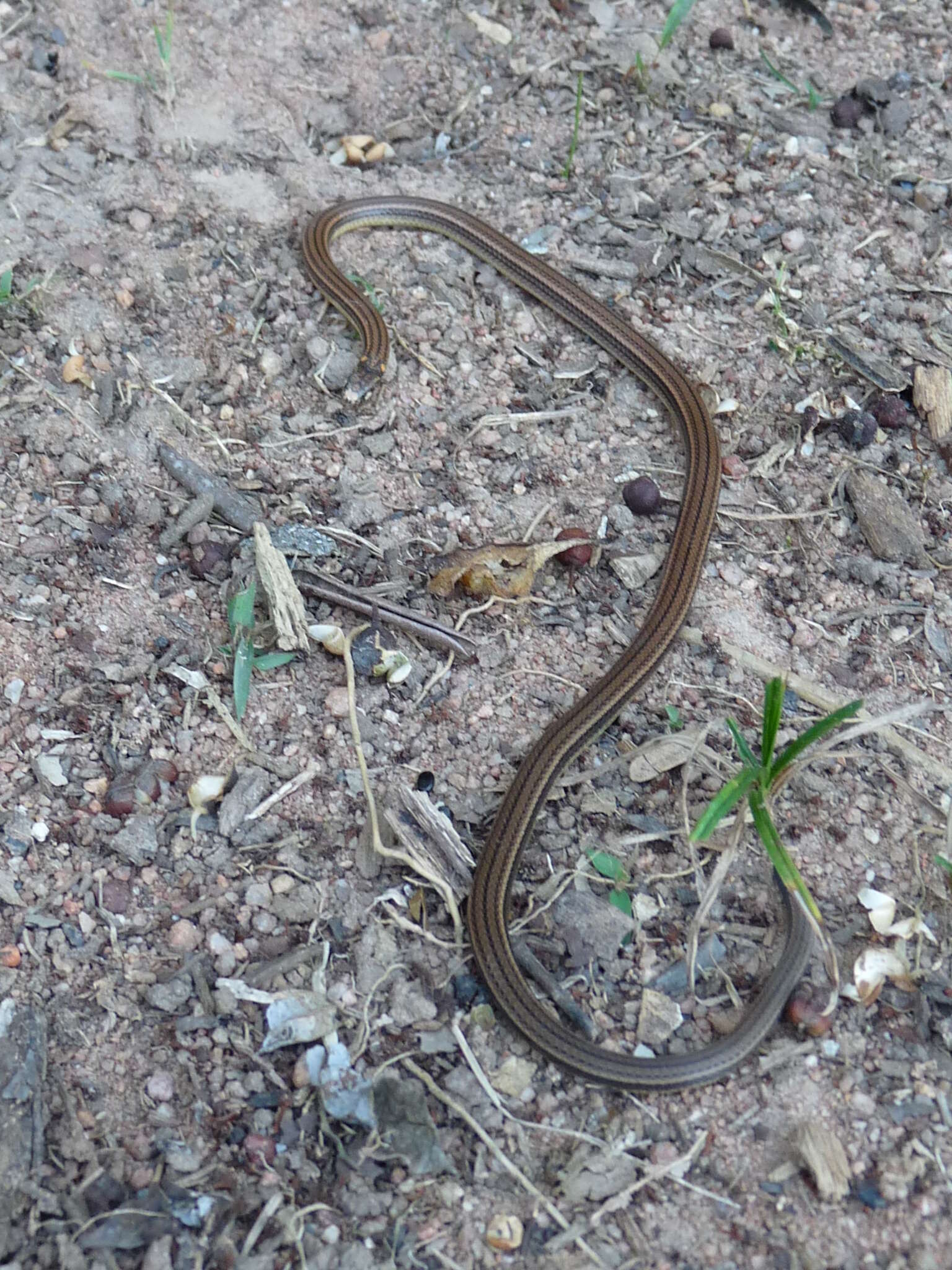 Apostolepis pymi Boulenger 1903 resmi