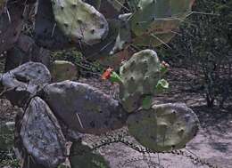 Image of Opuntia quimilo K. Schum.