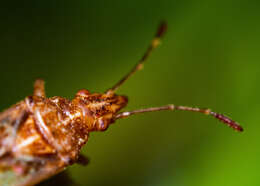 Image of sycamore seed bug