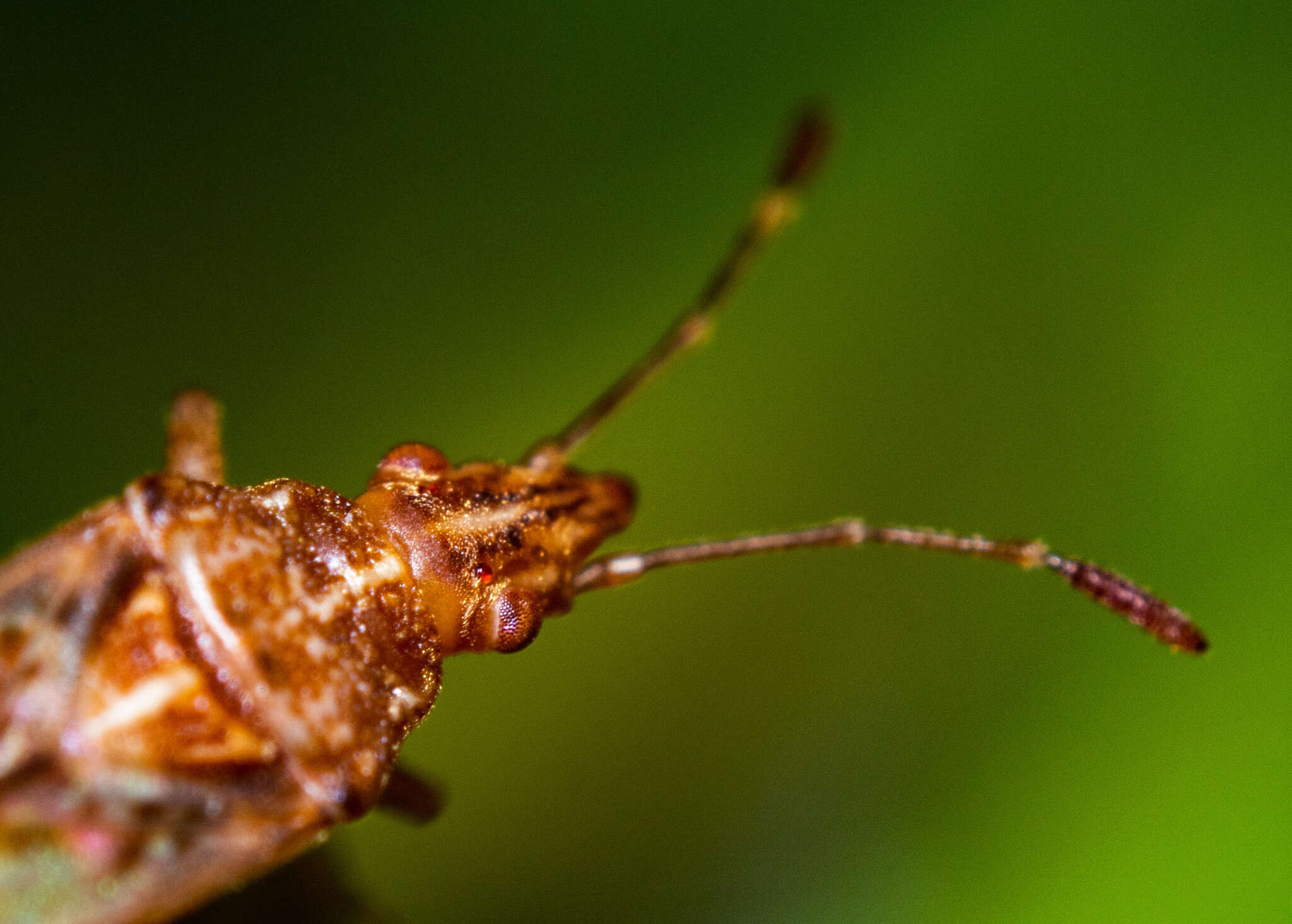 Image of sycamore seed bug