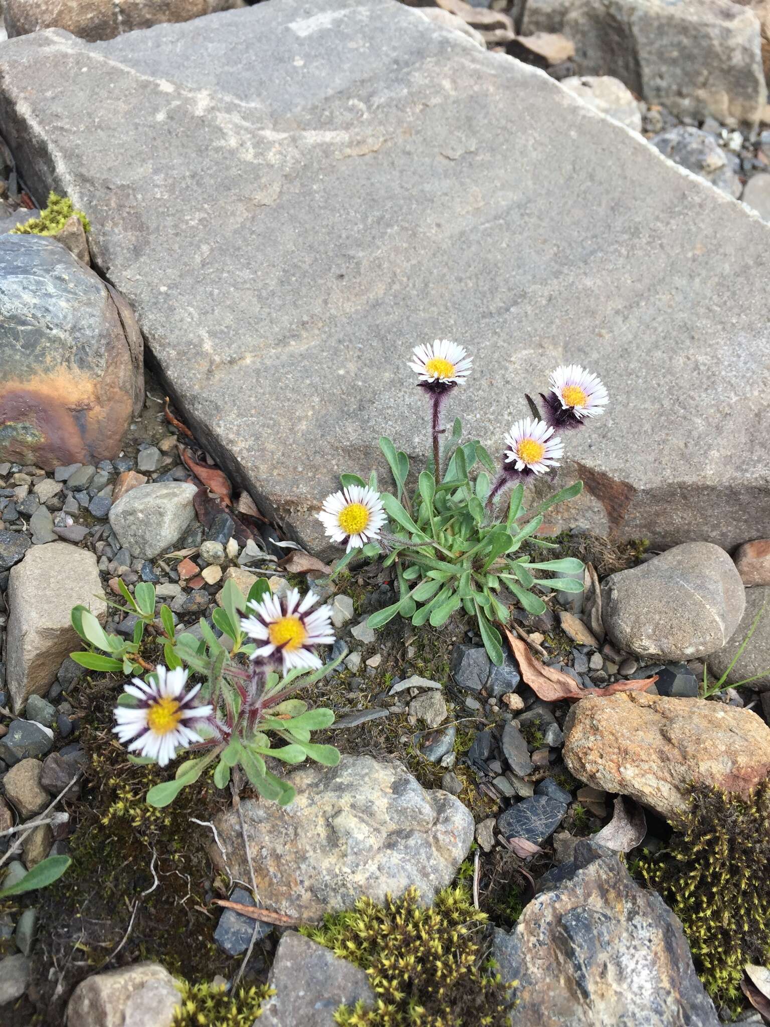 Image of arctic alpine fleabane