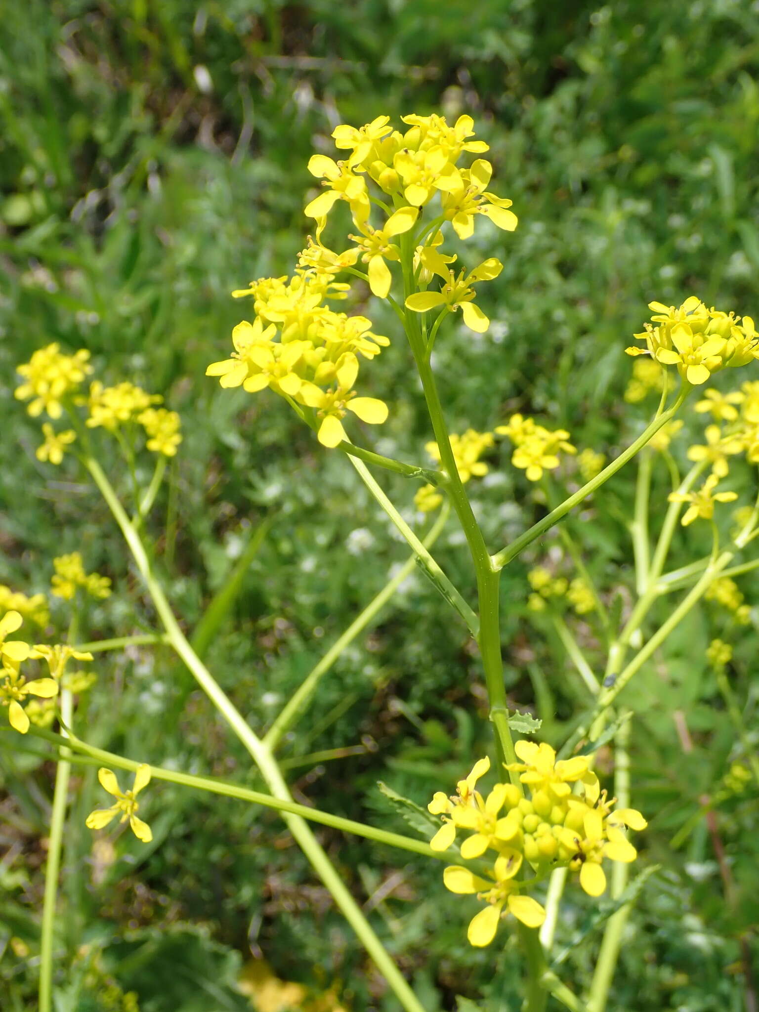 Image of perennial bastardcabbage